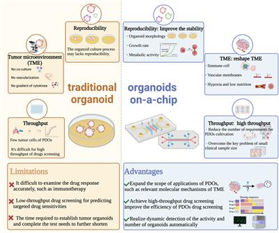 Patient-derived organoids of lung cancer based on organoids-on-a-chip: enhancing clinical and translational applications